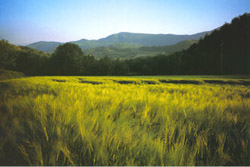 Campi d'orzo. Foto di Antonio Barletti