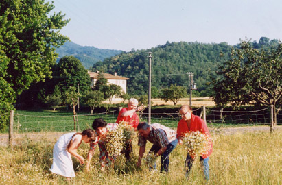 La raccolta della camomilla