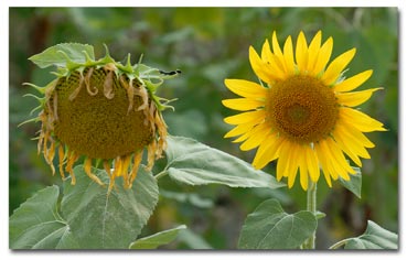 editoriale 2008 morte e vita girasoli