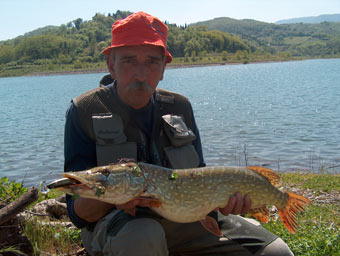 Notevole esemplare di luccio pescato in Bilancino