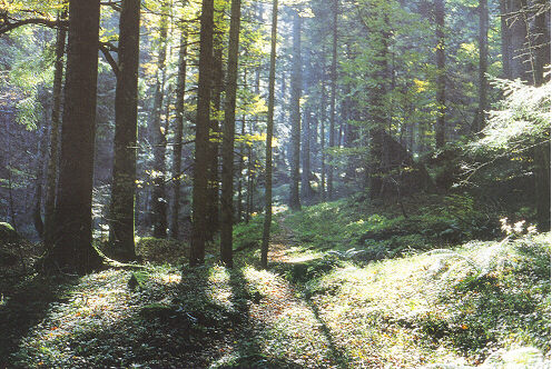 Veduta del parco - Foto di Enrico Pazzagli