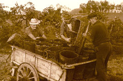 Vendemmia in Mugello. Foto di Mario Calzolai