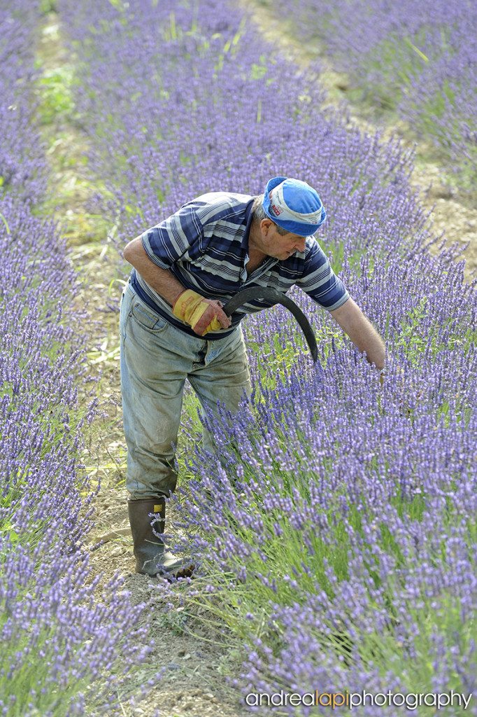 Campo di lavanda alle Salaiole - 2011jpg