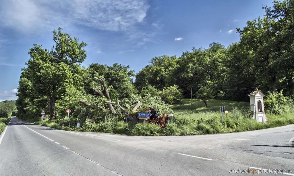 La quercia di Montazzi caduta