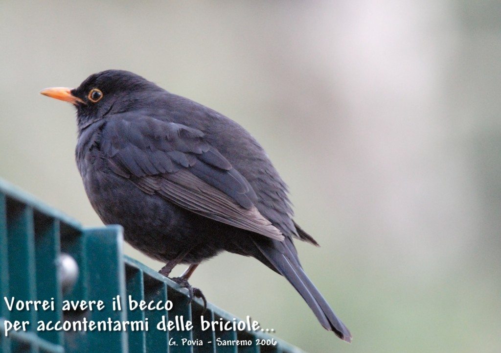 vorrei avere il becco