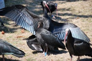 ibis7