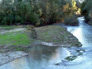 Detriti nel letto della Sieve al ponte di Sagginale