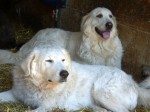 firenze_provincia_cani_gregge_2014_11_01_6