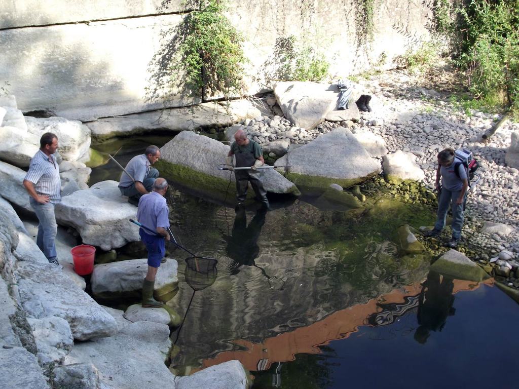 Salvataggio di pesci nel torrente Carza