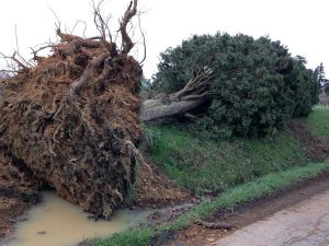 Albero divelto