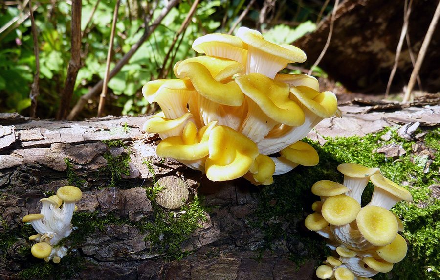 Fungo genere Pleurotus foto repertorio