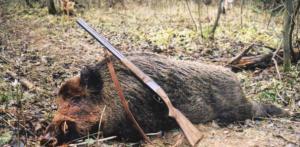 caccia-cinghiale2