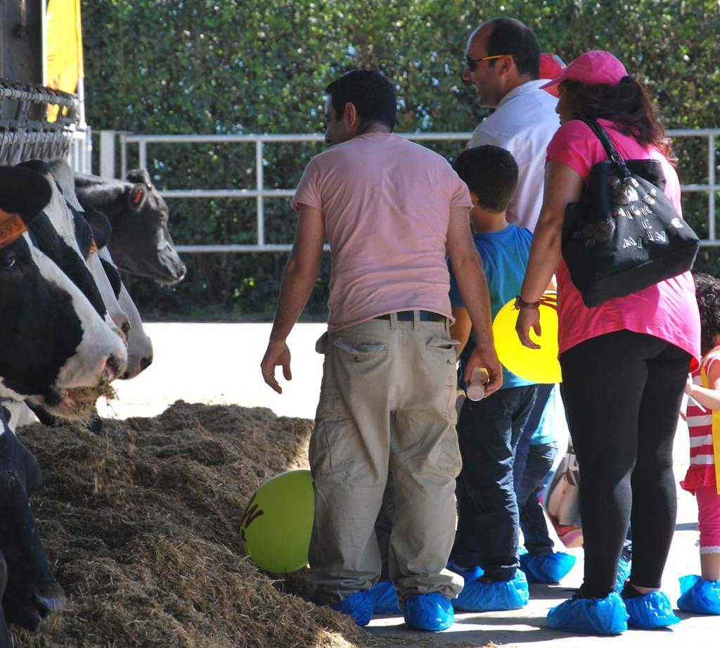 "Stalle aperte" a Luco di Mugello, azienda "Il Grillo" dei fratelli Bonini
