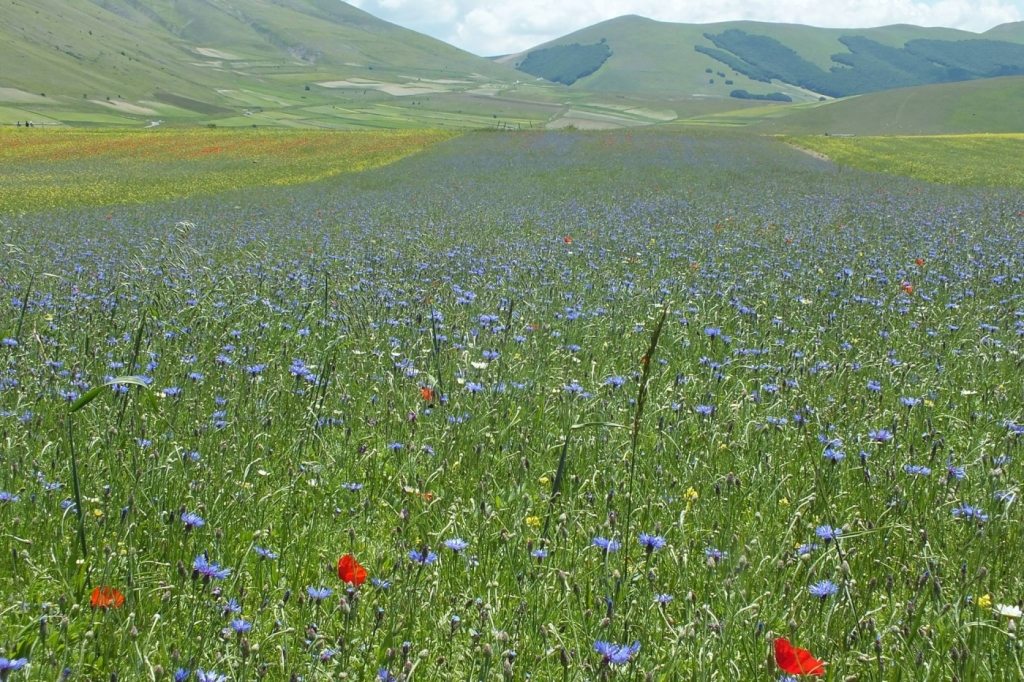 castelluccio_04