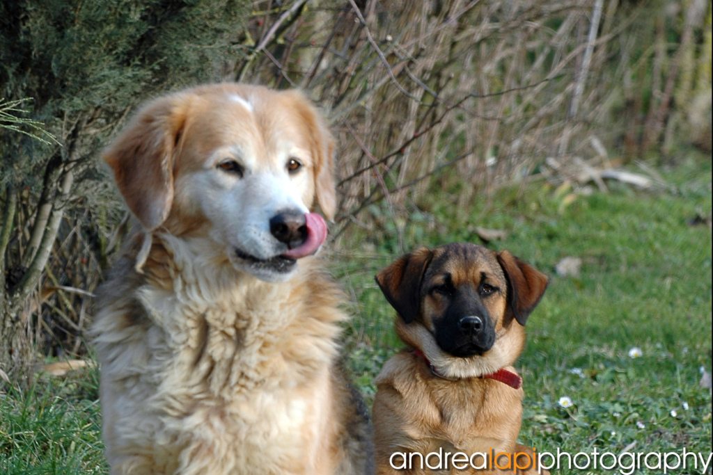 cani orizz