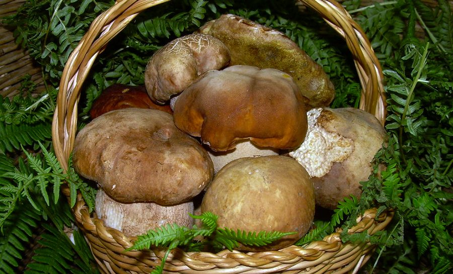 funghi-porcini2