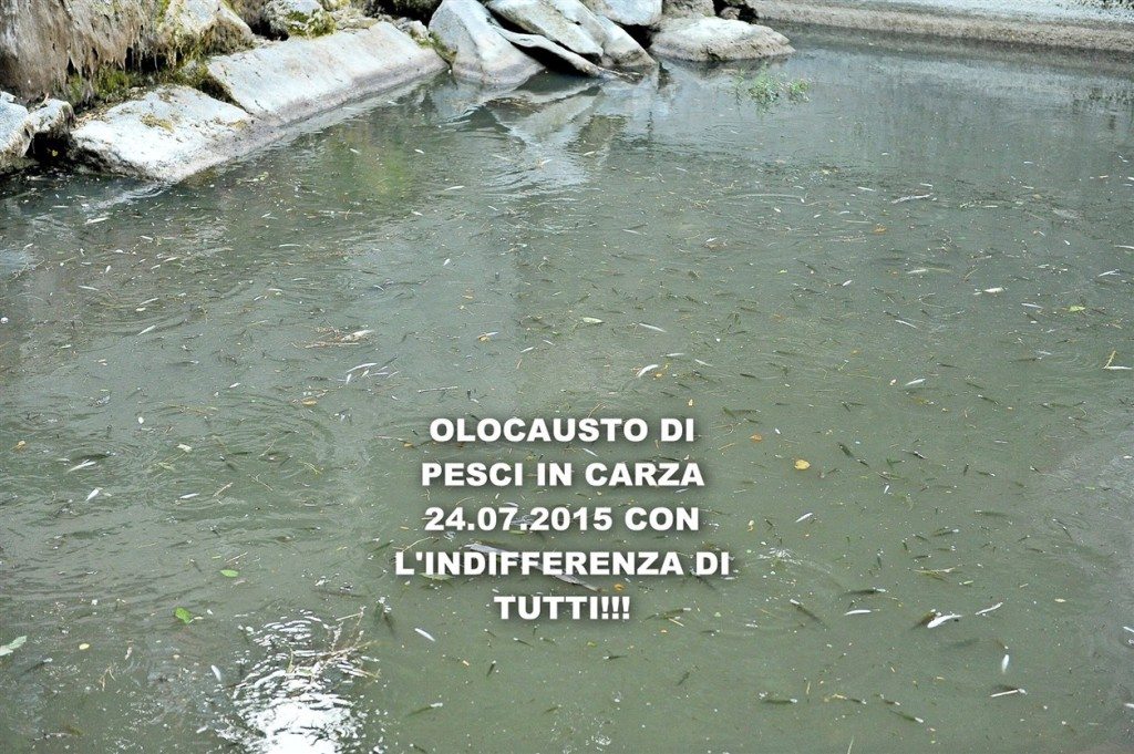 Carza_moria_pesci_4