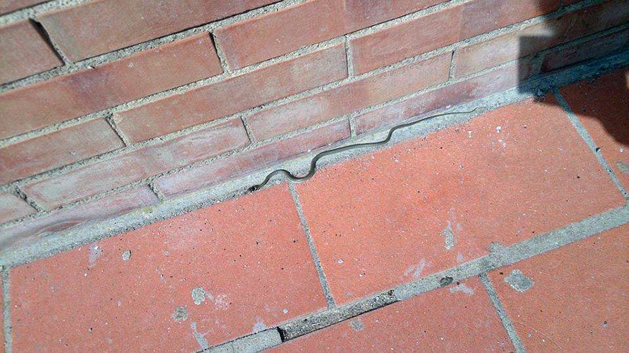 serpente-giotto-ulivi-2015