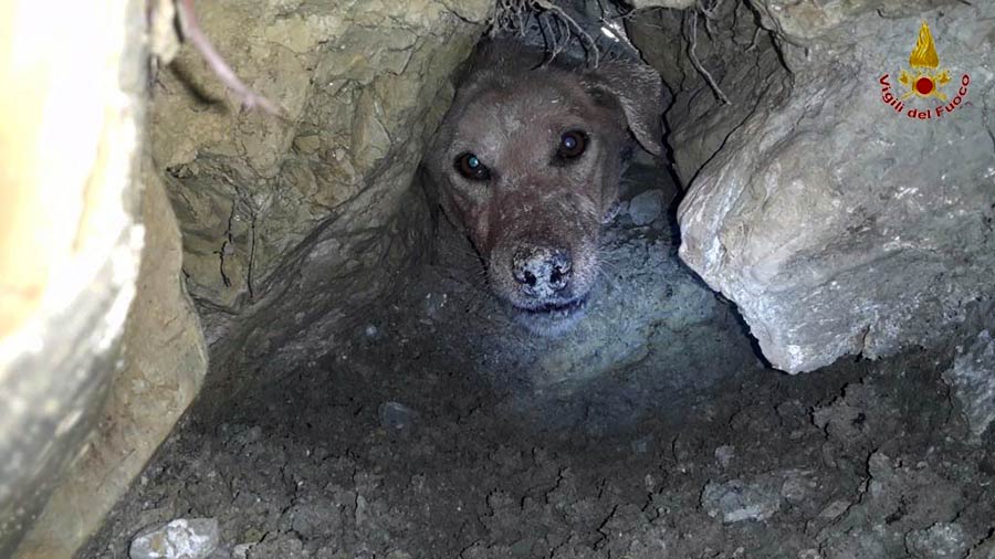 cane-intrappolato-in-tana-di-volpe-soccorso-vigili-del-fuoco-1