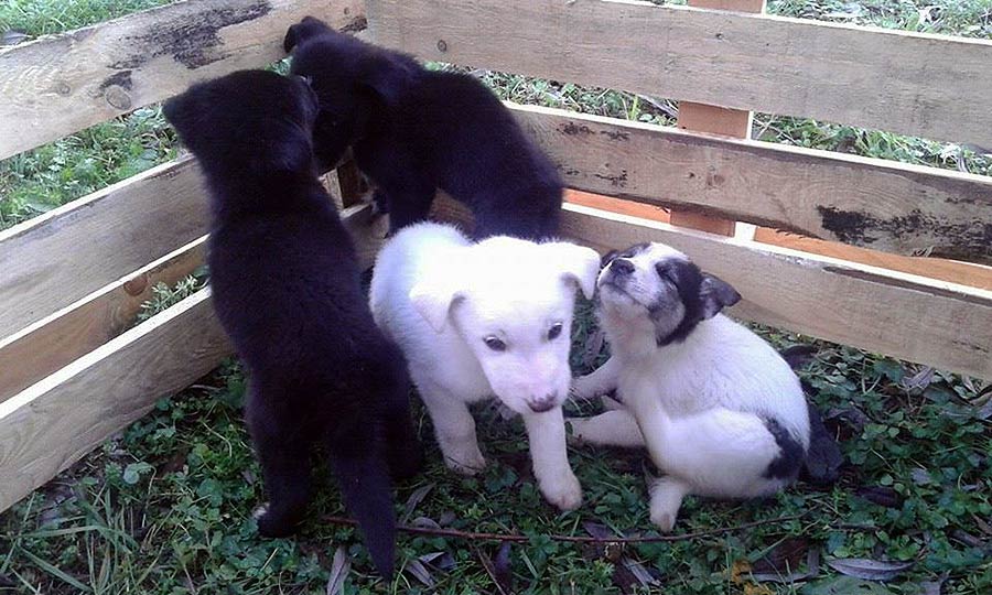 cuccioli-cercano-famiglia-1