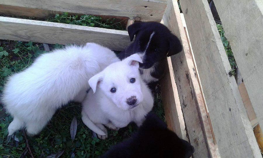cuccioli-cercano-famiglia-2