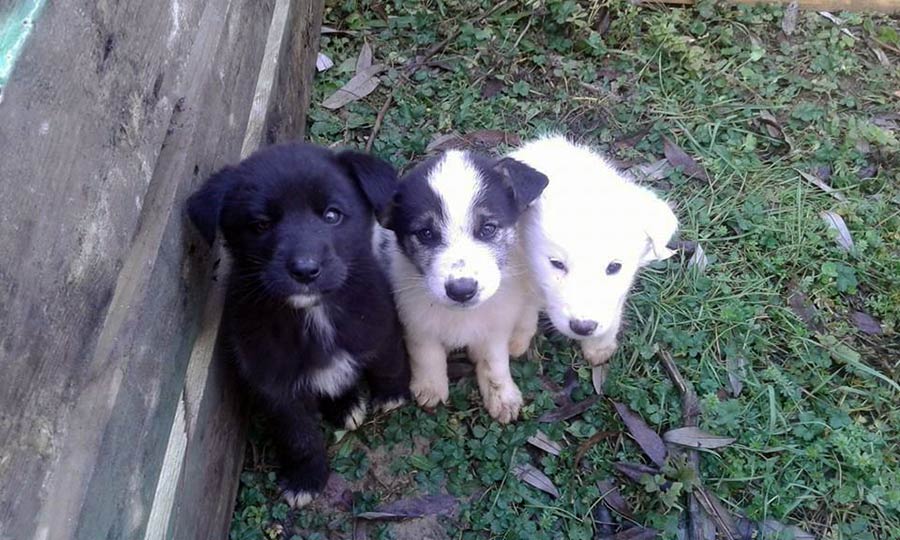cuccioli-cercano-famiglia-3