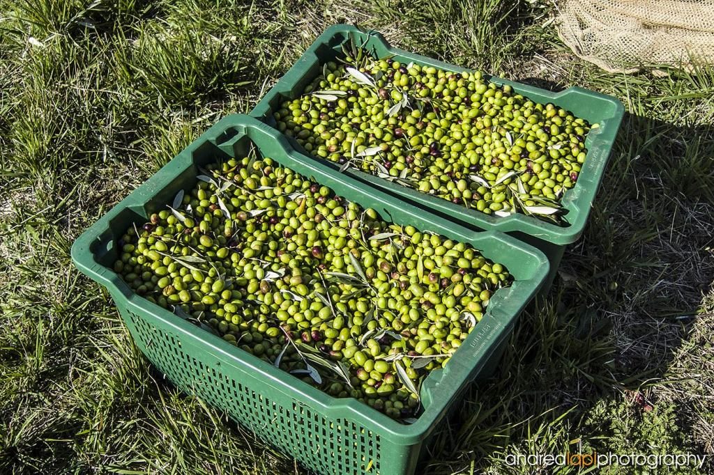 olive-olio-2