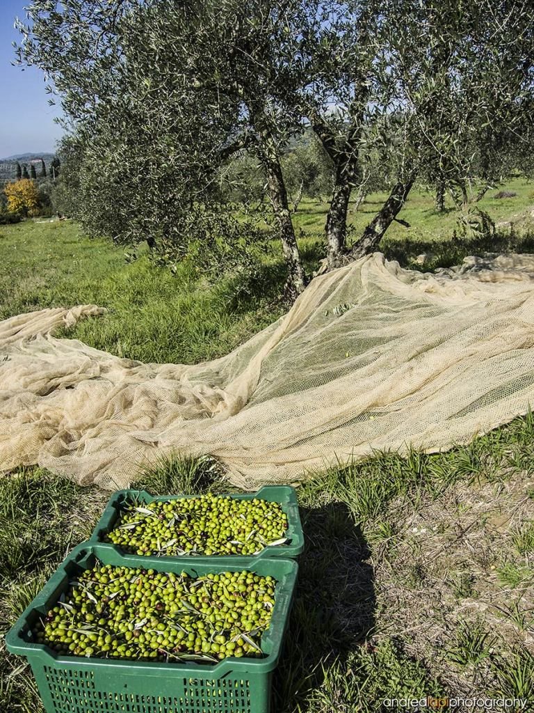 olive-olio