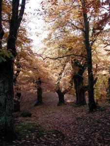 boscocastagno (1052 x 1395)