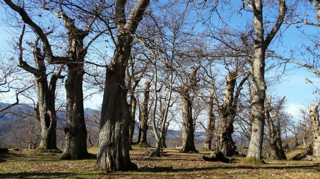 boscocastagno2 (1400 x 787)