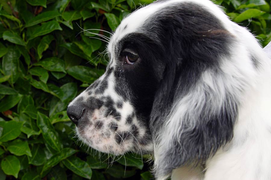 setter-inglese