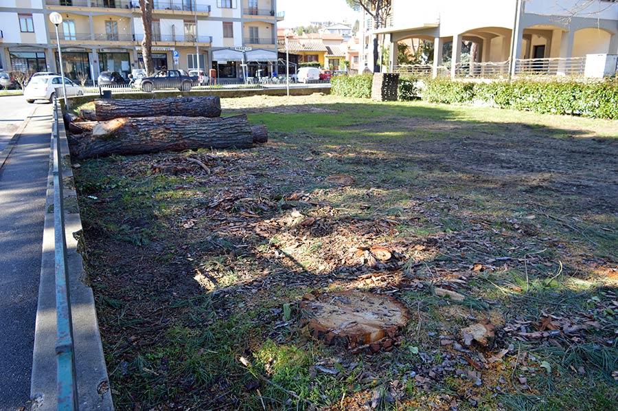 alberi-tagliati-badia-2
