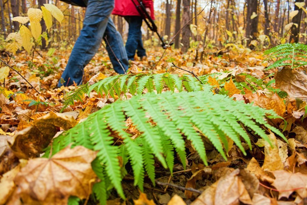 trekking bosco mugello