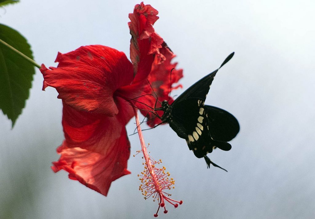 farfalla-claudia-giusti-Wunderkammer