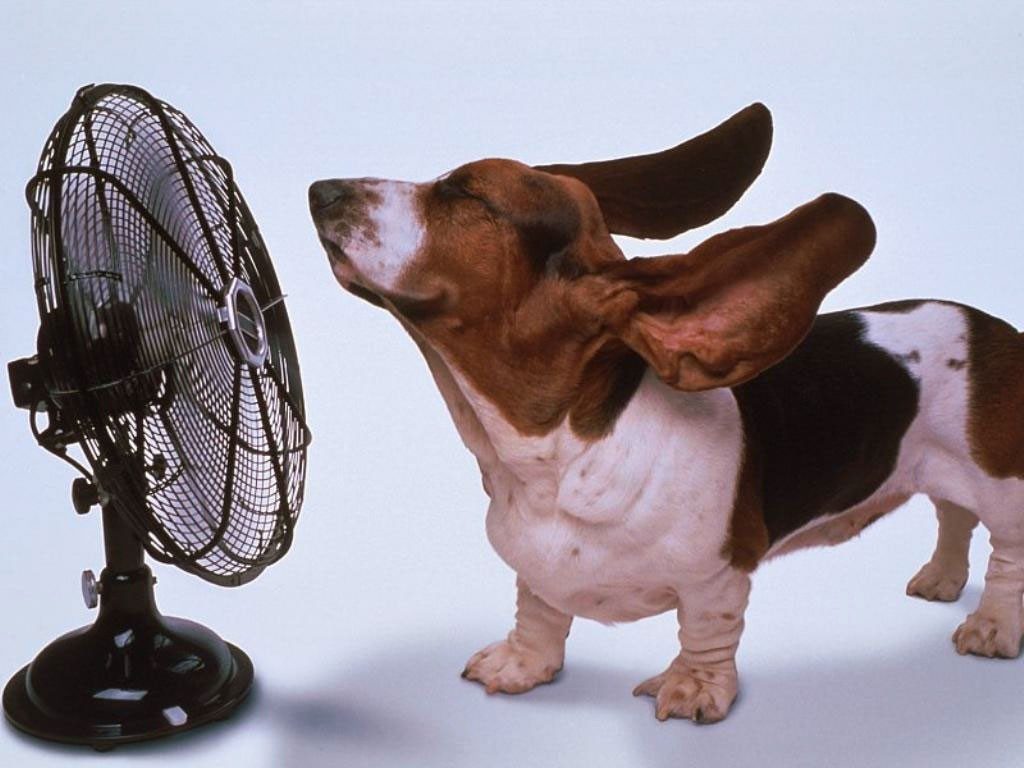 Caldo estivo cane
