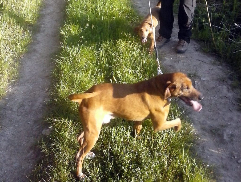 Tito-e-Buck i due cani smarriti a Vicchio