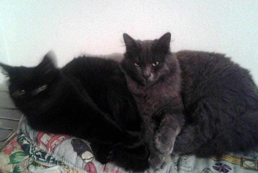 il-gatto-freddy