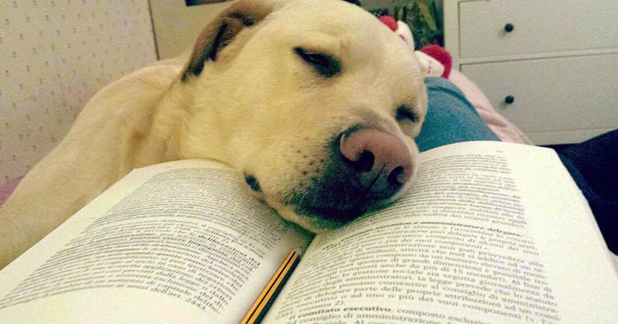 studente-in-crisi-labrador-guidotti