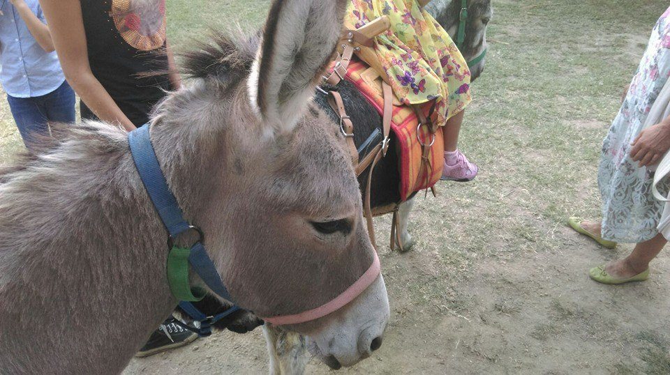 Festa dell'agricoltura Latera 2015