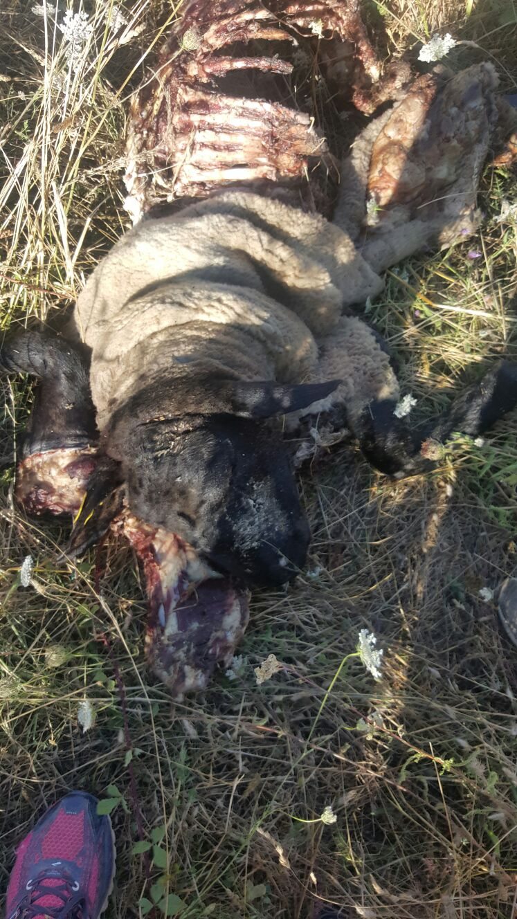 pecore sgozzate Azienda Sirigu