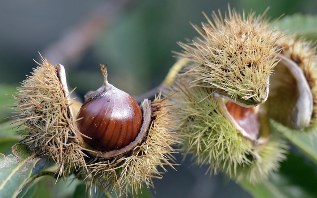 sfondo-filo-autunno-marroni