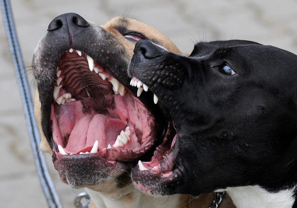 cani-aggressione