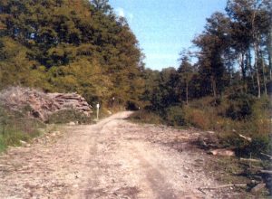 strada-forestale-a-nord-del-monte-beccai