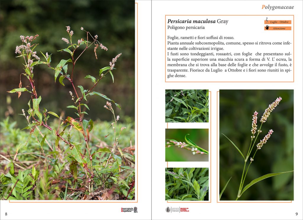 libro-fiori-sample-5