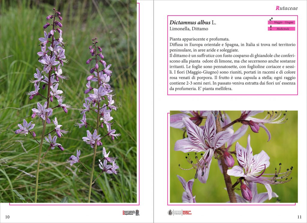 libro-fiori-sample-6