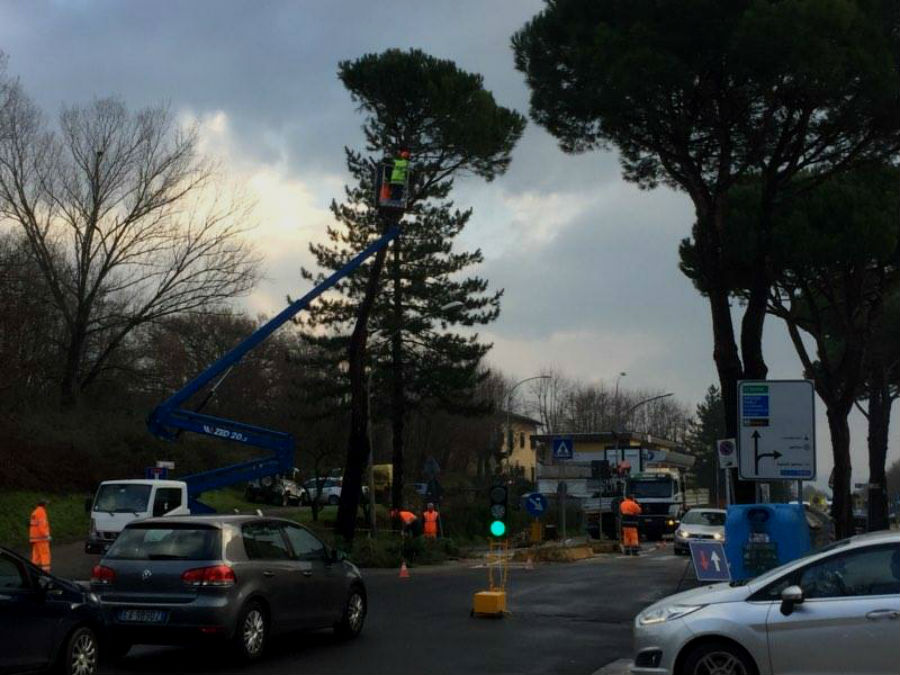 ripiantumazione-pini-borgo-san-lorenzo