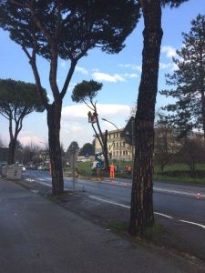 ripiantumazione-pini-domestici-borgo