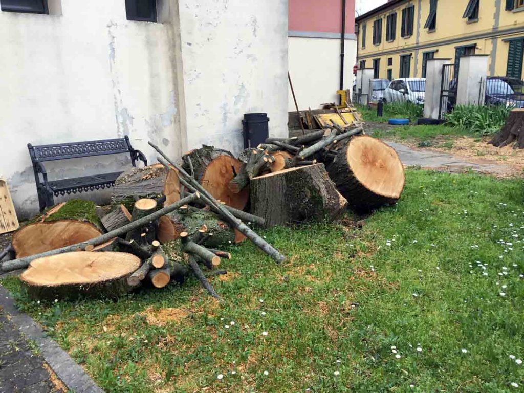 Tiglio-secolare-abbattuto-Borgo-2