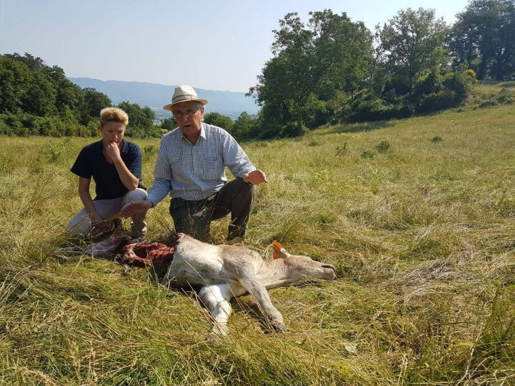 lupi borgioli 1