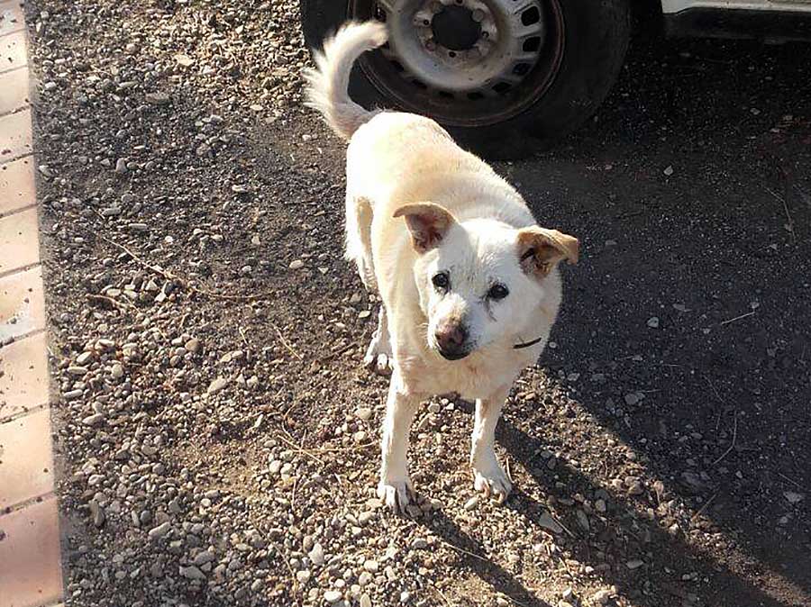 trilli-montecarelli-cani-smarriti-barberino-di-mugello